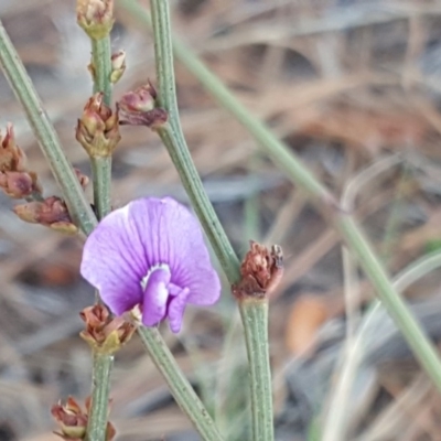 Hardenbergia violacea (False Sarsaparilla) at Isaacs, ACT - 25 Oct 2018 by Mike