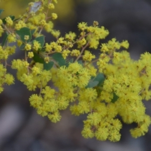 Acacia pravissima at Wamboin, NSW - 27 Sep 2018