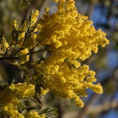 Acacia (genus) (A Wattle) at Wamboin, NSW - 27 Sep 2018 by natureguy