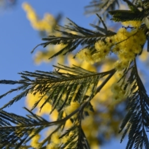 Acacia sp. at Wamboin, NSW - 27 Sep 2018 10:26 AM