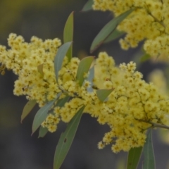 Acacia rubida (Red-stemmed Wattle, Red-leaved Wattle) at Wamboin, NSW - 27 Sep 2018 by natureguy