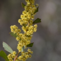Acacia rubida at Wamboin, NSW - 27 Sep 2018