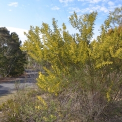 Acacia rubida at Wamboin, NSW - 27 Sep 2018