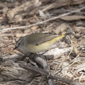 Acanthiza chrysorrhoa at Fyshwick, ACT - 3 Sep 2018 11:00 AM