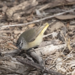 Acanthiza chrysorrhoa at Fyshwick, ACT - 3 Sep 2018 11:00 AM