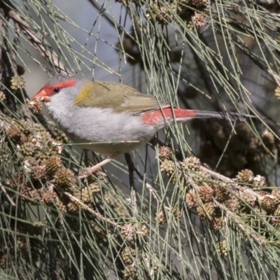 Neochmia temporalis (Red-browed Finch) at Jerrabomberra Wetlands - 3 Sep 2018 by Alison Milton