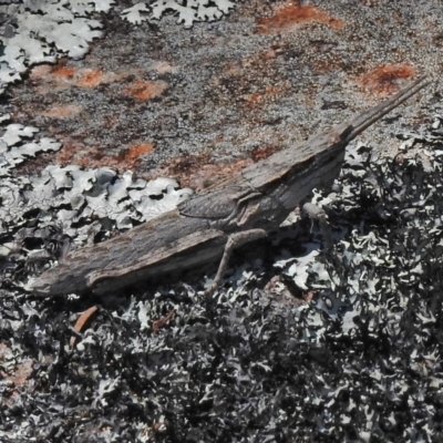 Coryphistes ruricola (Bark-mimicking Grasshopper) at Bullen Range - 25 Oct 2018 by JohnBundock