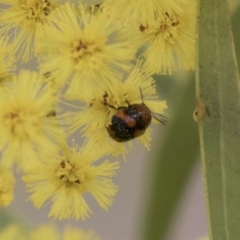 Ditropidus pulchellus (Leaf beetle) at Hawker, ACT - 22 Sep 2018 by AlisonMilton