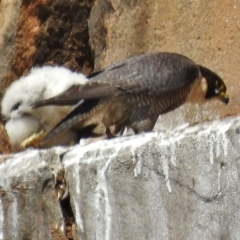 Falco peregrinus (Peregrine Falcon) at Kambah, ACT - 25 Oct 2018 by JohnBundock