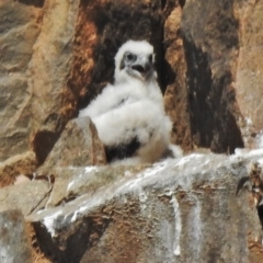 Falco peregrinus at Kambah, ACT - 25 Oct 2018