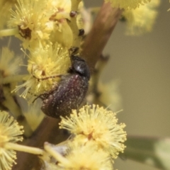 Heteronyx dimidiatus (Dimidiatus scarab beetle) at Dunlop, ACT - 22 Sep 2018 by AlisonMilton