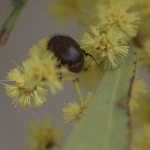 Heteronyx dimidiatus at Dunlop, ACT - 22 Sep 2018 11:34 AM