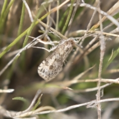 Lepidoptera unclassified ADULT moth (Unidentified - Moth) at Dunlop, ACT - 22 Sep 2018 by Alison Milton