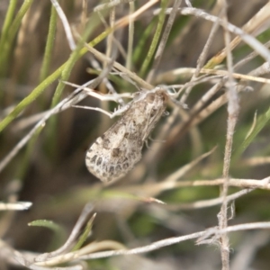 Lepidoptera unclassified ADULT moth at Dunlop, ACT - 22 Sep 2018