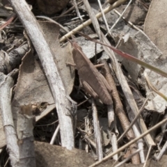 Goniaea carinata (Black kneed gumleaf grasshopper) at The Pinnacle - 22 Sep 2018 by Alison Milton