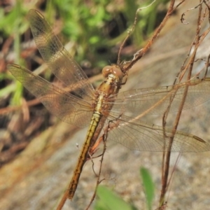 Diplacodes haematodes at Bullen Range - 25 Oct 2018