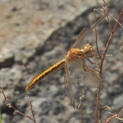 Diplacodes haematodes at Bullen Range - 25 Oct 2018 11:40 AM