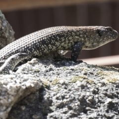 Egernia cunninghami (Cunningham's Skink) at Tidbinbilla Nature Reserve - 28 Sep 2018 by AlisonMilton