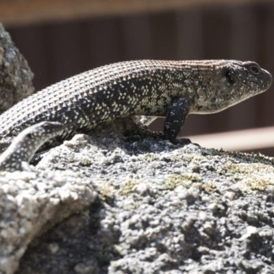 Egernia cunninghami (Cunningham's Skink) at Paddys River, ACT - 28 Sep 2018 by AlisonMilton