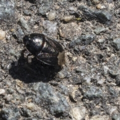 Cydnidae sp. (family) (Burrower bug) at Tidbinbilla Nature Reserve - 28 Sep 2018 by AlisonMilton