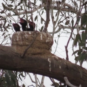 Corcorax melanorhamphos at Red Hill, ACT - 28 Sep 2018 05:47 PM