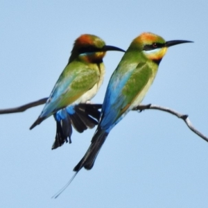 Merops ornatus at Stromlo, ACT - 25 Oct 2018