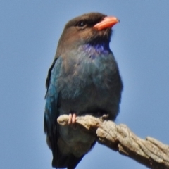 Eurystomus orientalis (Dollarbird) at Uriarra Recreation Reserve - 25 Oct 2018 by JohnBundock