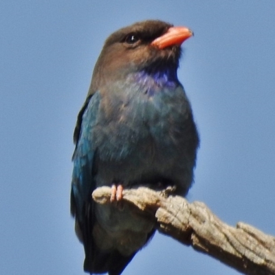 Eurystomus orientalis (Dollarbird) at Stromlo, ACT - 25 Oct 2018 by JohnBundock