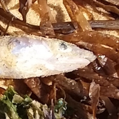 Scolecenchelys breviceps (Shorthead Worm Eel) at Wapengo, NSW - 24 Oct 2018 by narelle