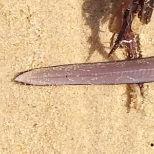 Scolecenchelys breviceps at Wapengo, NSW - 24 Oct 2018 09:42 AM