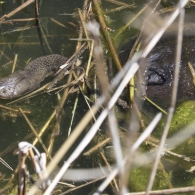 Chelodina longicollis (Eastern Long-necked Turtle) at Paddys River, ACT - 28 Sep 2018 by AlisonMilton