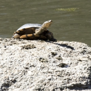 Chelodina longicollis at Paddys River, ACT - 28 Sep 2018 10:43 AM