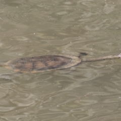 Chelodina longicollis at Paddys River, ACT - 28 Sep 2018