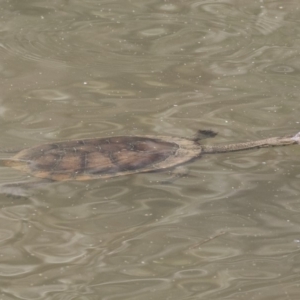 Chelodina longicollis at Paddys River, ACT - 28 Sep 2018