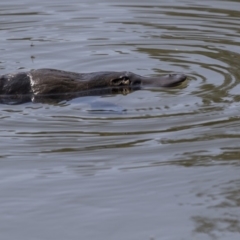 Ornithorhynchus anatinus (Platypus) at Tidbinbilla Nature Reserve - 28 Sep 2018 by AlisonMilton