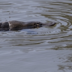 Ornithorhynchus anatinus (Platypus) at Paddys River, ACT - 28 Sep 2018 by AlisonMilton