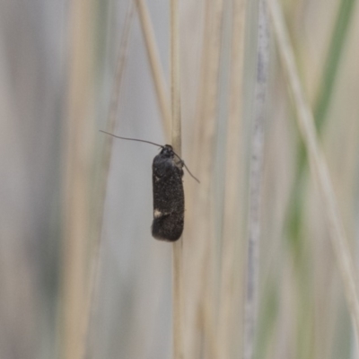 Leistomorpha brontoscopa (A concealer moth) at Lyneham Wetland - 3 Oct 2018 by AlisonMilton