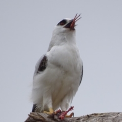 Elanus axillaris (Black-shouldered Kite) at Fyshwick, ACT - 11 Oct 2018 by roymcd