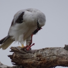 Elanus axillaris at Fyshwick, ACT - 11 Oct 2018