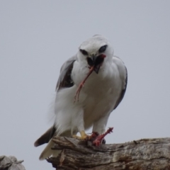 Elanus axillaris at Fyshwick, ACT - 11 Oct 2018