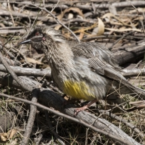 Anthochaera carunculata at Paddys River, ACT - 28 Sep 2018