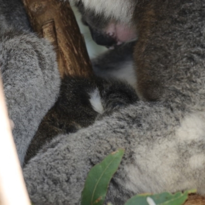 Phascolarctos cinereus (Koala) at Tidbinbilla Nature Reserve - 28 Sep 2018 by AlisonMilton