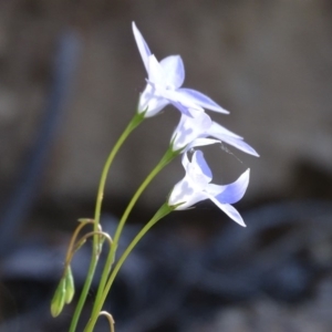 Wahlenbergia capillaris at Symonston, ACT - 23 Oct 2018