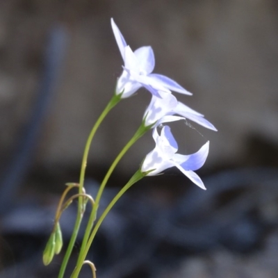 Wahlenbergia capillaris (Tufted Bluebell) at Symonston, ACT - 23 Oct 2018 by Mike