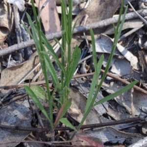 Wahlenbergia capillaris at Symonston, ACT - 23 Oct 2018