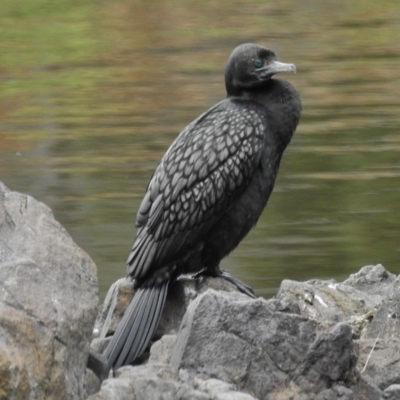 Phalacrocorax sulcirostris (Little Black Cormorant) at Bullen Range - 24 Oct 2018 by JohnBundock