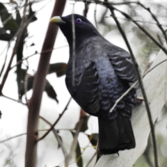 Ptilonorhynchus violaceus (Satin Bowerbird) at Kambah Pool - 25 Oct 2018 by JohnBundock