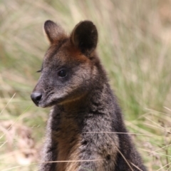 Wallabia bicolor (Swamp Wallaby) at Paddys River, ACT - 28 Sep 2018 by AlisonMilton