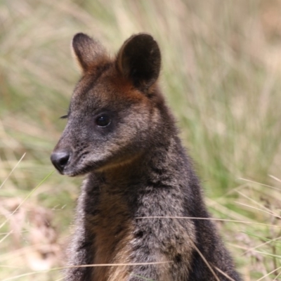 Wallabia bicolor (Swamp Wallaby) at Tidbinbilla Nature Reserve - 28 Sep 2018 by Alison Milton