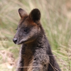 Wallabia bicolor (Swamp Wallaby) at Paddys River, ACT - 28 Sep 2018 by Alison Milton